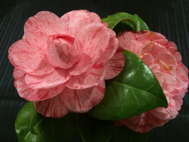 XLVIII Camellia Exhibition - Gravedona ed Uniti